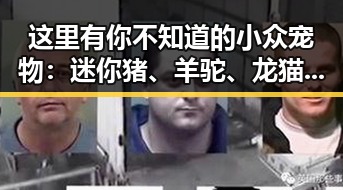 这里有你不知道的小众宠物：迷你猪、羊驼、龙猫引发新讨论！